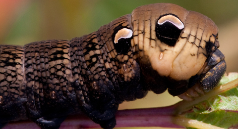 An elephant hawk-moth caterpillar. It's fat, greyish brown and looks like an elephant's trunk. It has four large eyespots behind its head