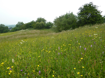 Rod Wood - stunning meadow 