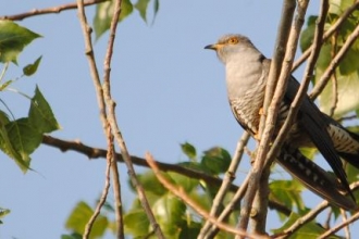 Highgate Common - Cuckoo