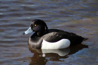 Tufted Duck - Westport Lake 