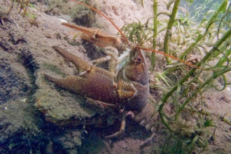 Crayfish Project