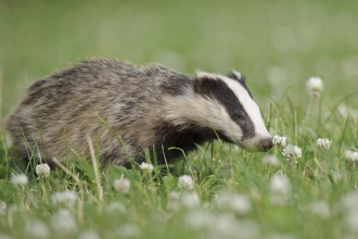 Badgers - donate to appeal