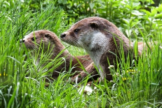 Otters sitting in grass