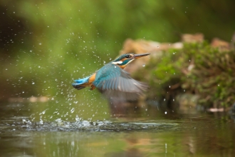 A kingfisher flying upwards out of water