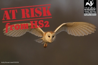 Owl at risk from HS2