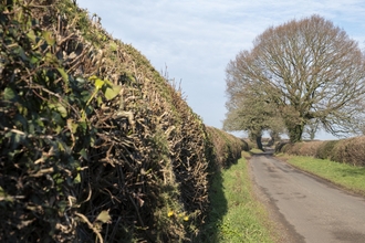 A mature hedgerow on left boredred by a thin grass verge, narrow country lane