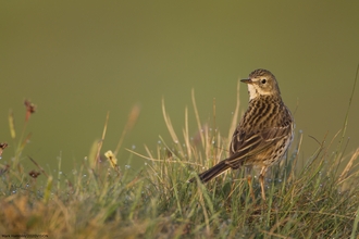 A meadow pipit sits in a grassy field