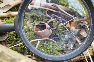 A magnifying glass highlights signs of mammals