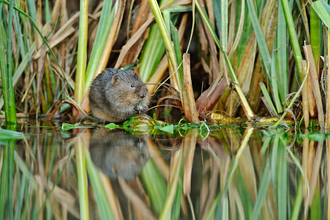 A watervole sits on the bank of a waterway