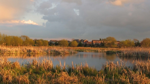 Doxey Marshes 