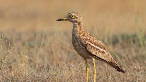 A stone curlew stands in a dry grassland