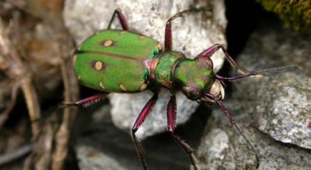 Green Tiger beetle at Highgate Common