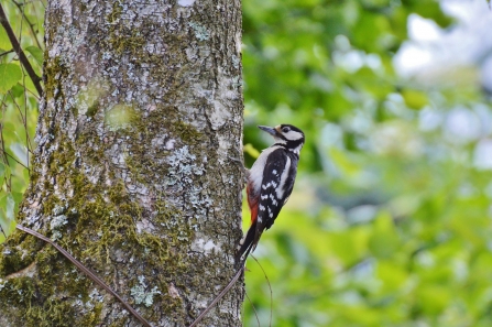 Hem Heath Woods - Great Spotted Woodpecker 