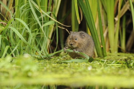 Water Vole - nature conservation