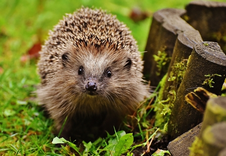 Hedgehog - donate and support your local wildlife 