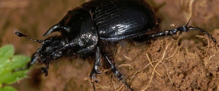The Minotaur Beetle