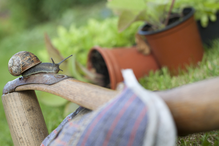 A detail image of a snail crawling on gardening tools