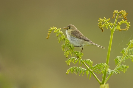 Willow warbler bird - small pale chest with light brown wings, on a fern light against a pale green background