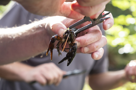 A conservationist measure a crawfish with callipers.