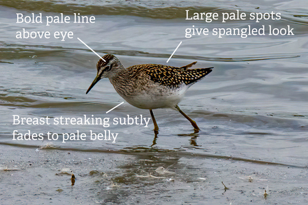 A wood sandpiper annotated with key identification features