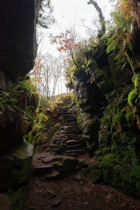 Mossy steps in a woodland vally