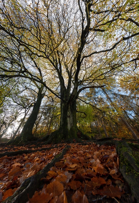 Wide angle of ancient beech tree at Lud's Church