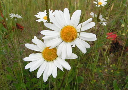 two oxeye daisy's in a wildflower meadow