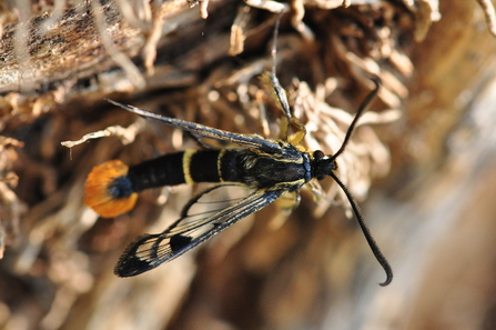A thin black moth with thin clearwings and thin yellow strips and two large antennae 