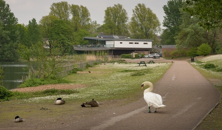 A grass lakeside area with ducks sleeping and a white swan standing on the pathway. A large high building is in the background.