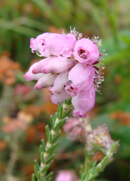 A pale pink plump cluster of flowers on a spikey green stem