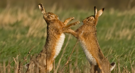 boxing hares - Russell Savory