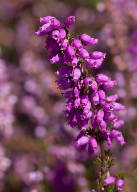 A stem of bright pink bell heather, lots of small bell shaped flowers on a sparsely leaved stem, with blurry purple/pink behind