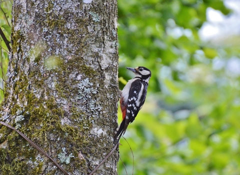 Hem Heath Woods - Great Spotted Woodpecker 