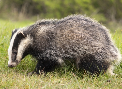 Badger - become a member and support them today!