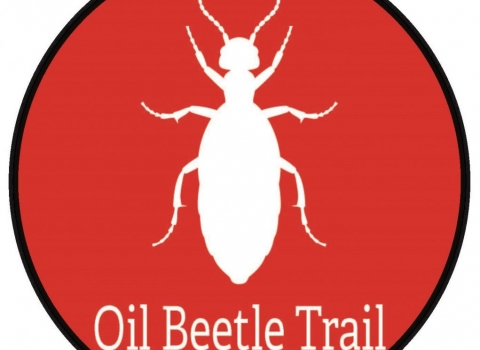 Oil beetle trail 