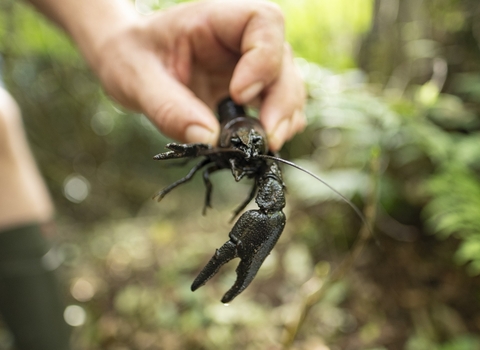 A white clawed crayfish being held by a person with greenery in the background