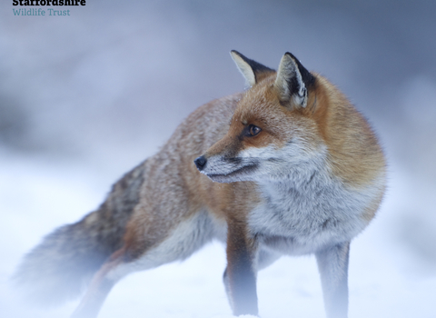A fox in a snowy landscape looking off to the left of the image