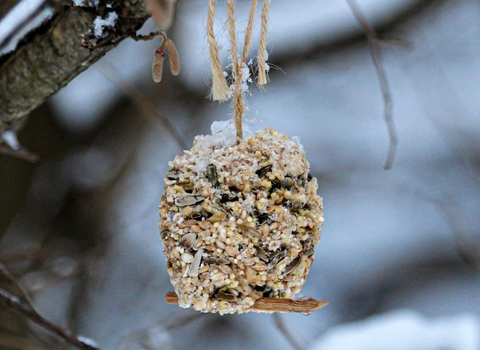 A pinecone covered in suet and bird seed hangs from a tree covered in snow