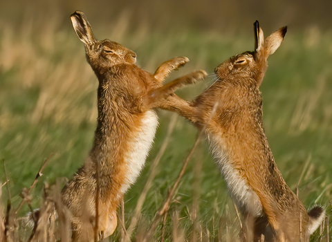 boxing hares - Russell Savory