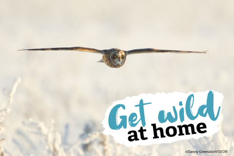 Get Wild at Home