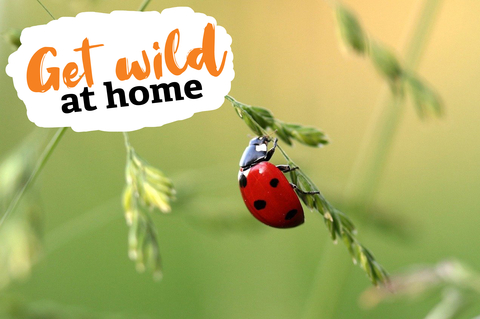 Get Wild at Home