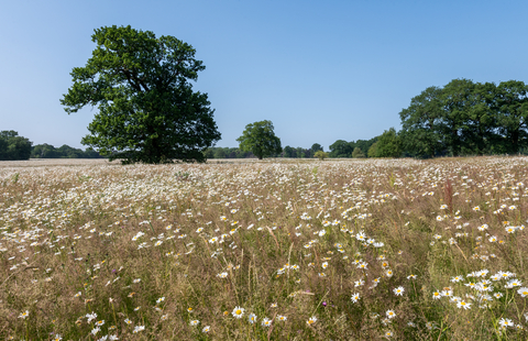 A tree surrounded by oxeye daisies and purple thistles with blue sky