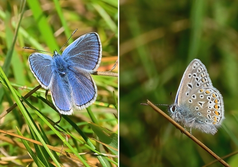 Common blue butterfly photos. Photo one on the left shows the butterfly from above - it has vibrant blue wings with a black/white edge. Photo two on the right shows the underwing which is silver studded with black spots that are framed with white and a faint orange tinge.