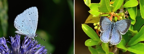 Holly blue butterfly. Two photos: on the left a small pale blue butterfly rests with its wings together - they are studded with small black spots. On the right a small pale blue butterfly rests with its wings splayed on a green bush, the wings are rimmed with dark grey.