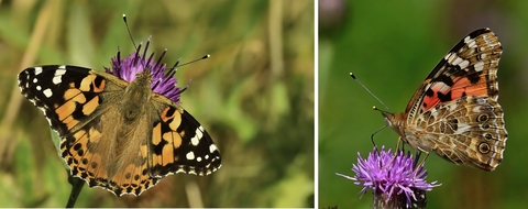 Painted lady butterfly. Photo one on the left shows the top of the wings which are orange tipped with black and white markings. Photo two shows the underwings which are brown with orange/red and black/white markings towards the tip.