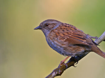 Dunnock