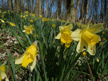 Wild Daffodils at George's Hayes