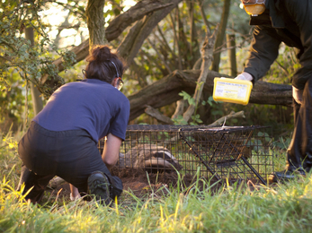 SWT carrying out a Badger vaccination 