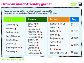 Insect-friendly plants you can grow