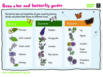 Insect friendly flowers you can grow 